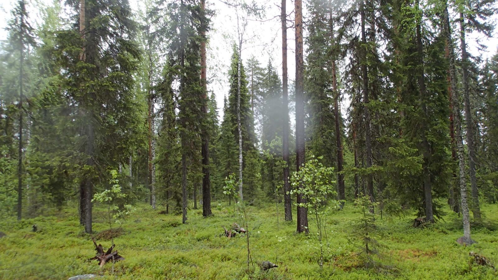 Kesäisessä sekametsässä kasvaa koivuja, kuusia ja mäntyjä.