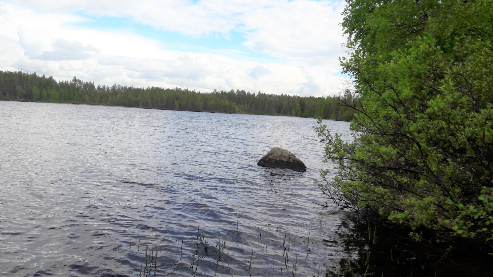 Kesäinen sekametsä reunustaa järveä. Rantavedessä on suurehko kivi.