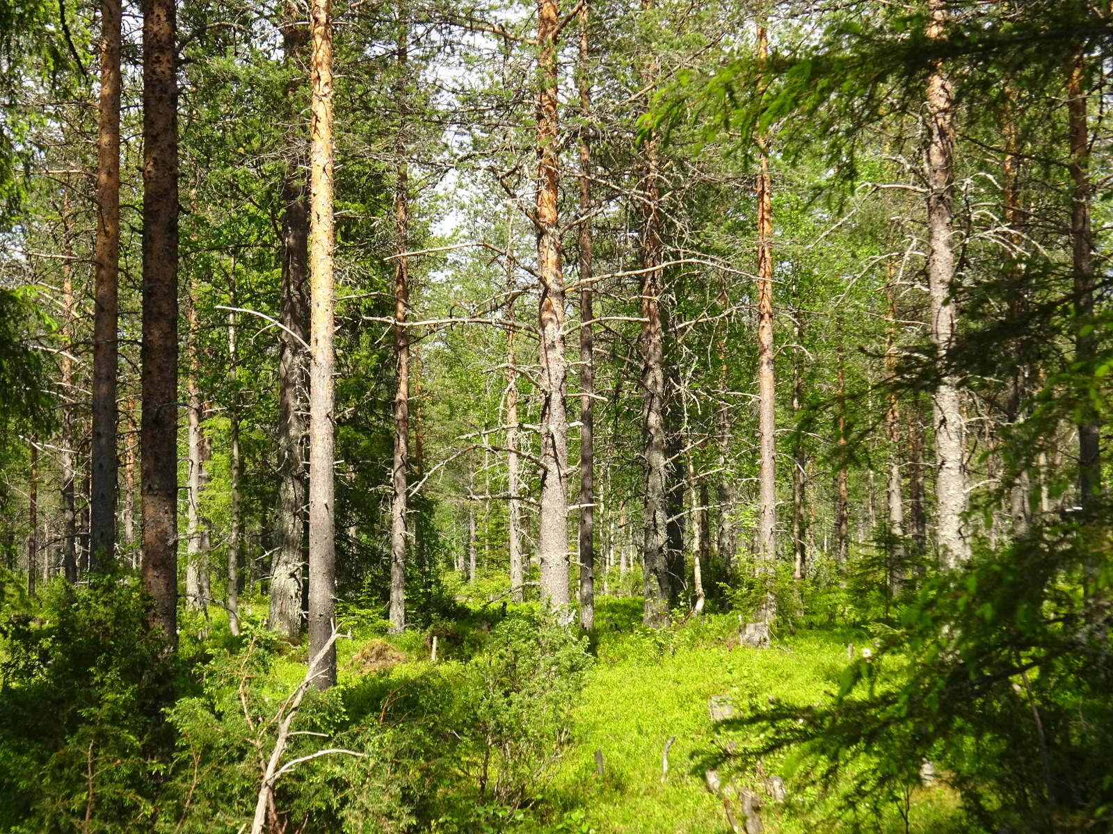 Aurinko paistaa kesäiseen metsään, jossa kasvaa kuusia, mäntyjä, katajia ja koivuja.