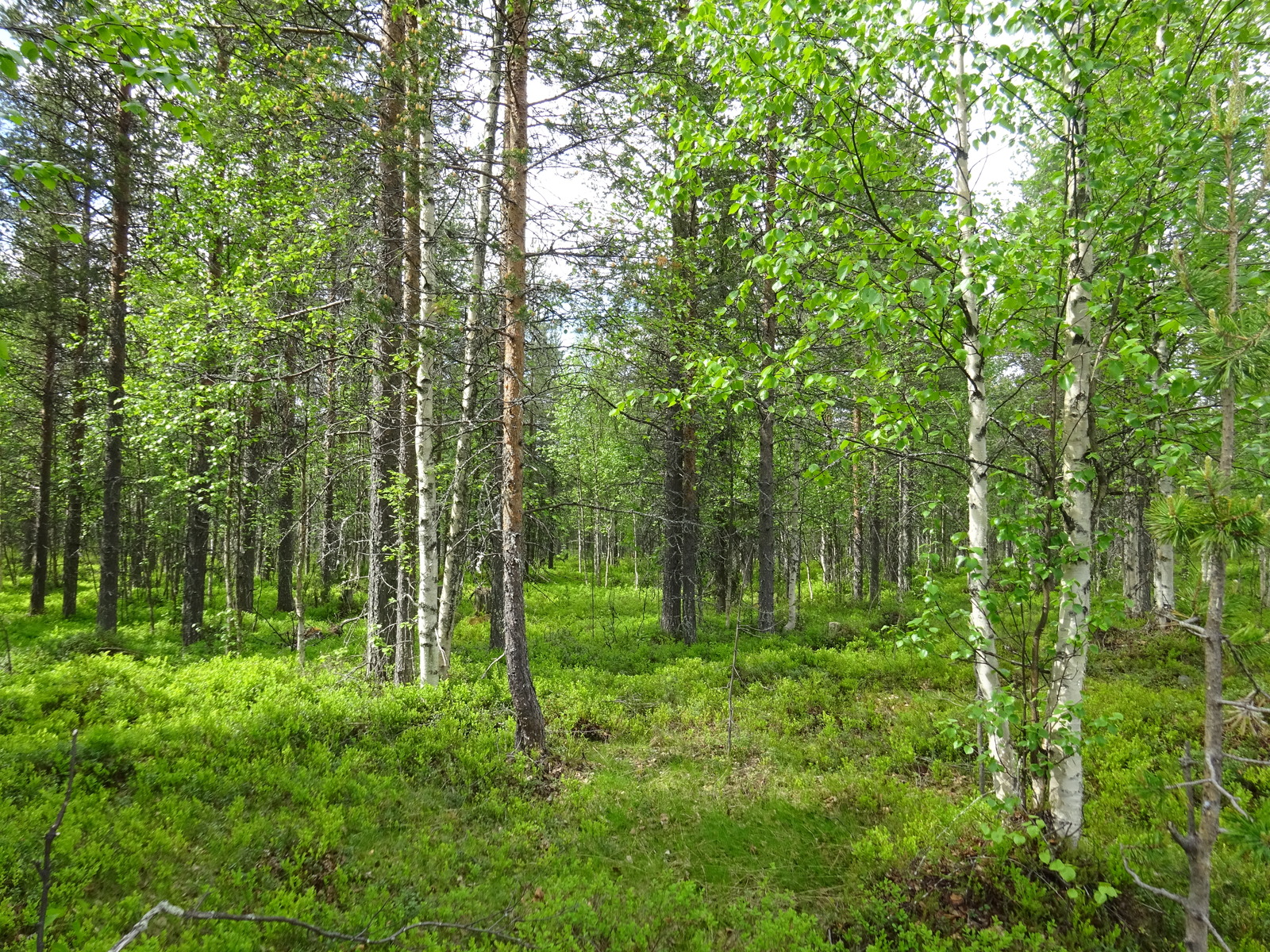 Sekametsän koivuissa on tuoreet lehdet. Kenttäkerroksessa kasvaa runsaasti mustikanvarpuja.