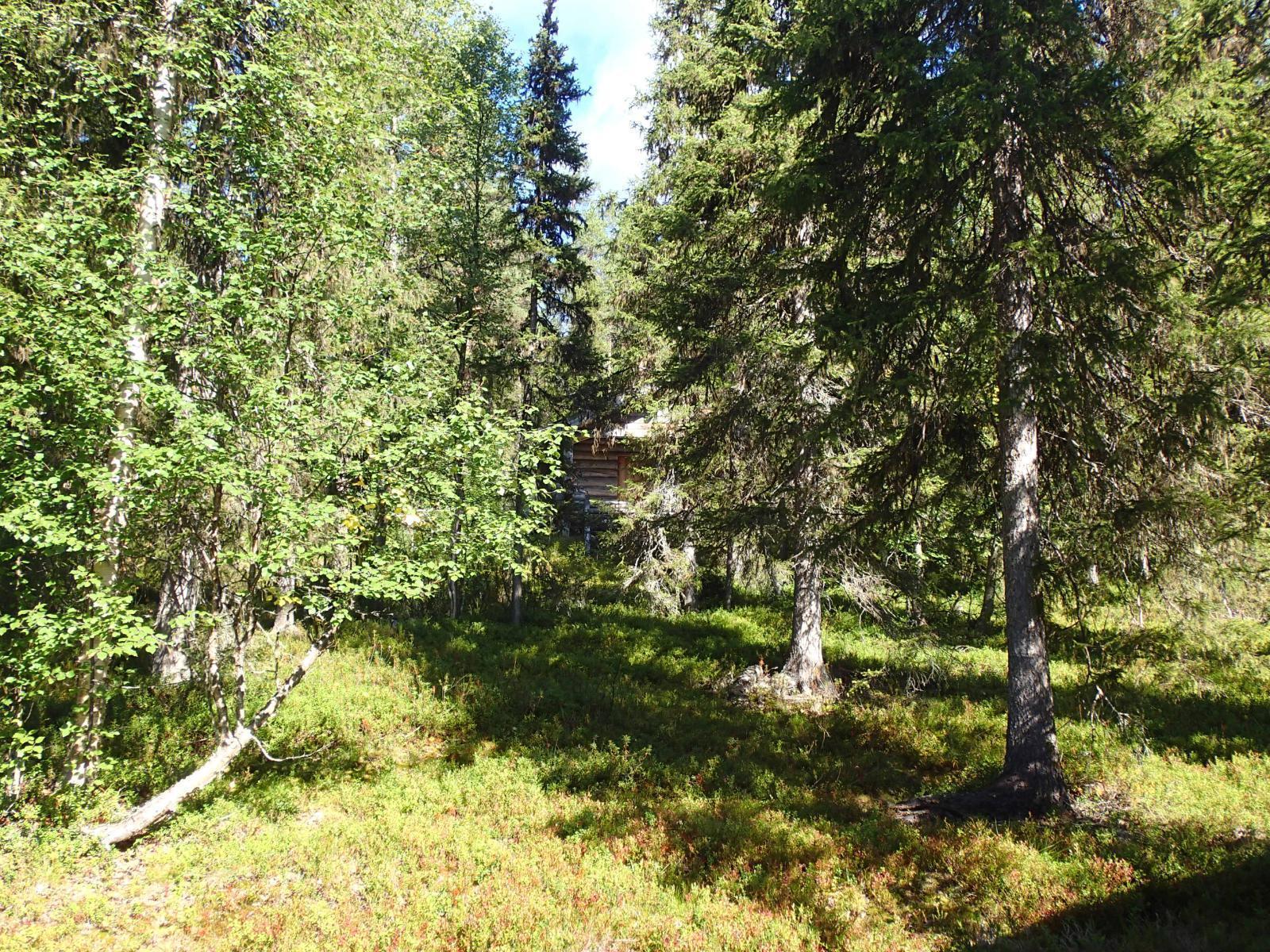 Aurinko paistaa havupuuvaltaiseen metsään. Puiden takana pilkottaa mökki.