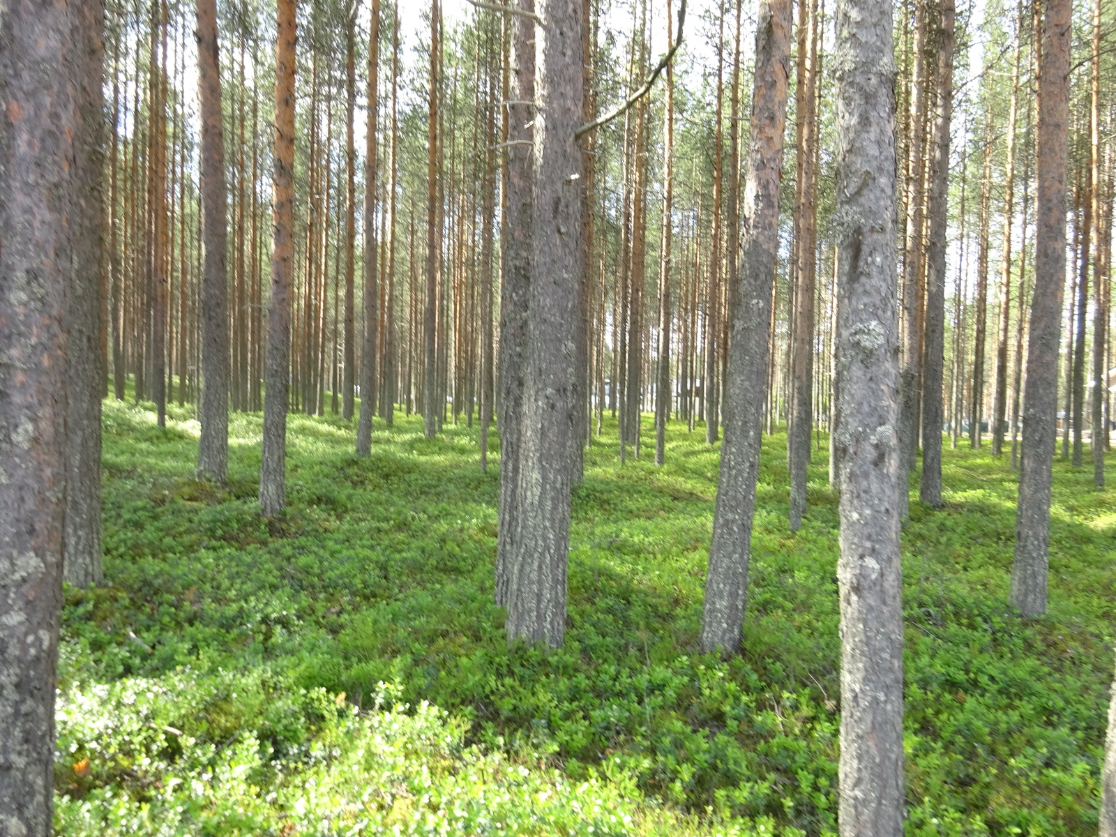 Aurinko paistaa kesäiselle mäntykankaalle.