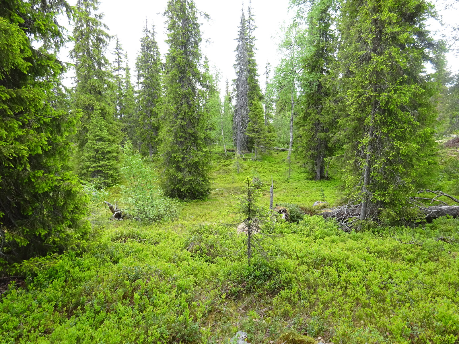 Kuusivaltaisessa sekametsässä kasvaa runsaasti mustikkaa. Maassa on kaatuneita puita ja kantoja.