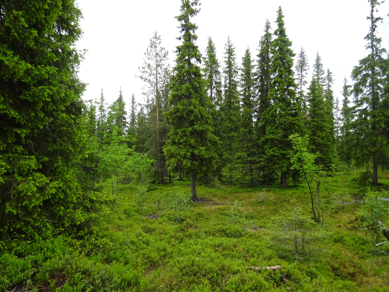 Kuusivaltaisessa metsässä kasvaa myös lehtipuiden taimia.