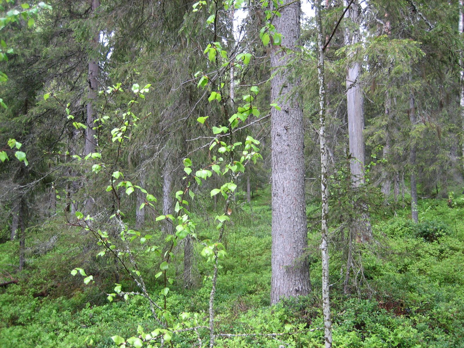 Kuusivaltaisessa metsässä kasvaa myös koivuja. Aluskasvillisuutena on mustikanvarpuja.