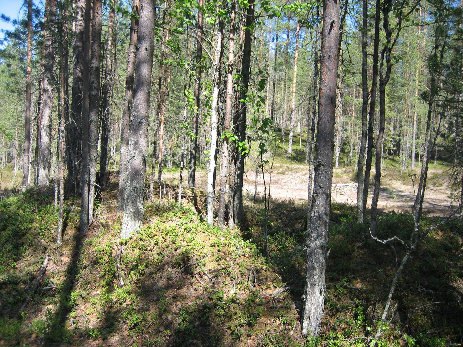 Aurinko paistaa harjumaisessa maastossa kasvavaan mäntymetsään.