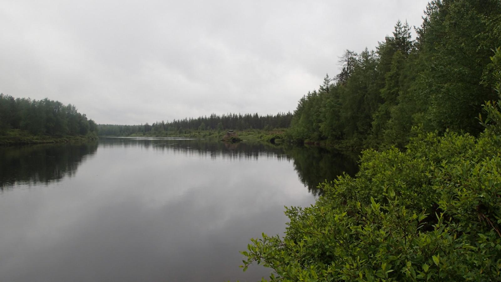 Vastarannan metsä heijastuu rantapajukon takana virtaavan joen pintaan.