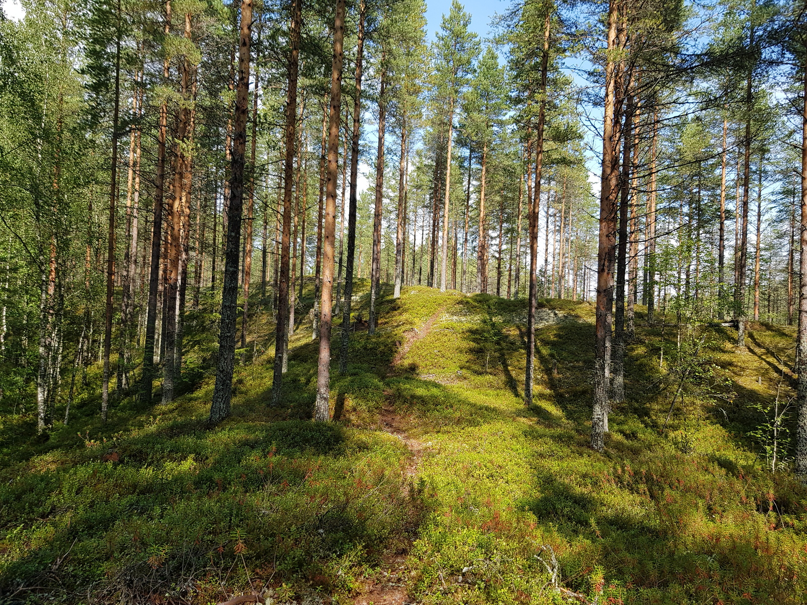 Mäntyvaltainen metsä kasvaa harjumaisessa maastossa. Kapea polku nousee ylös rinnettä pitkin.