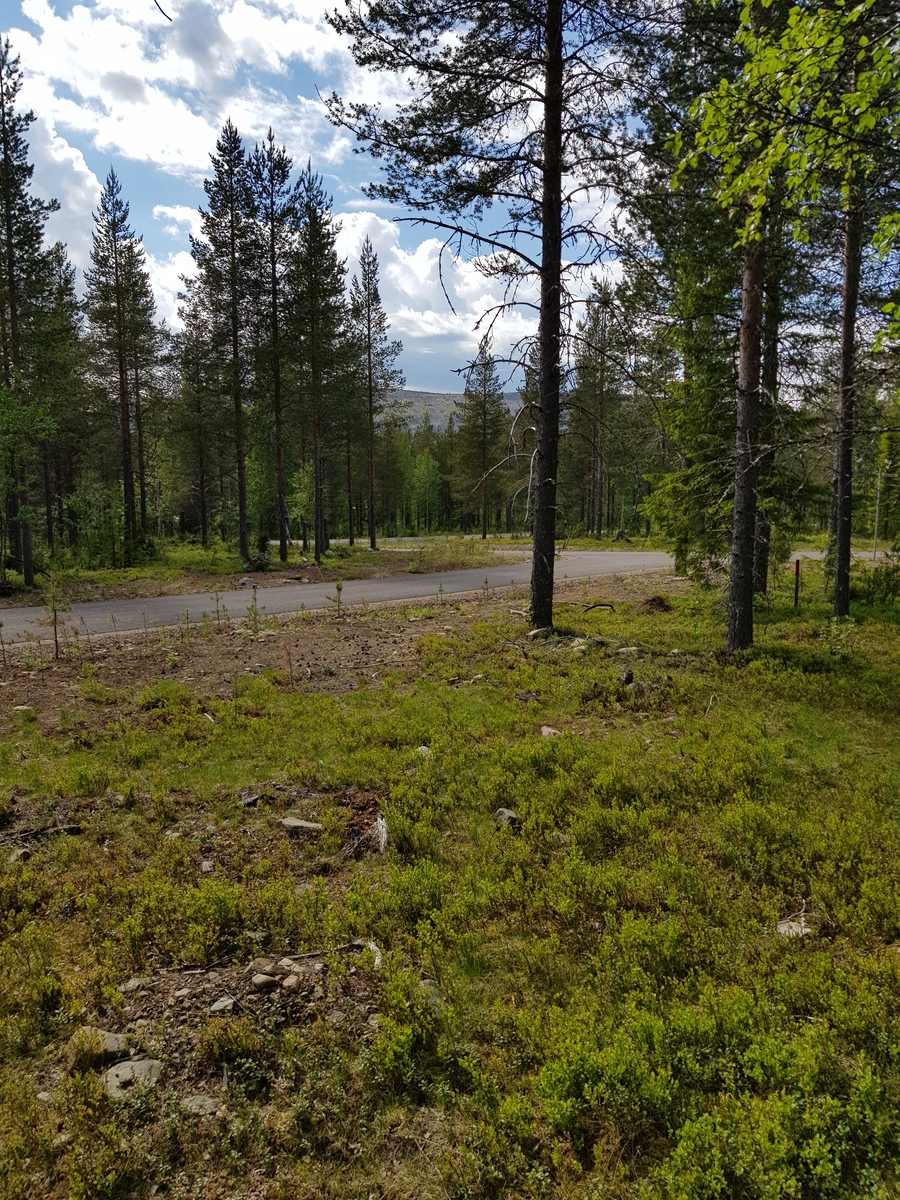 Tie kulkee kesäisen sekametsän läpi. Takana kohoaa tunturi ja taivaalla on poutapilviä.