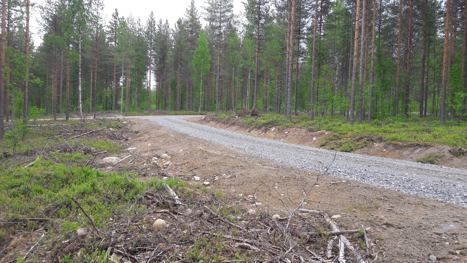 Sorapintainen mökkitie kulkee kesäisessä sekametsässä.