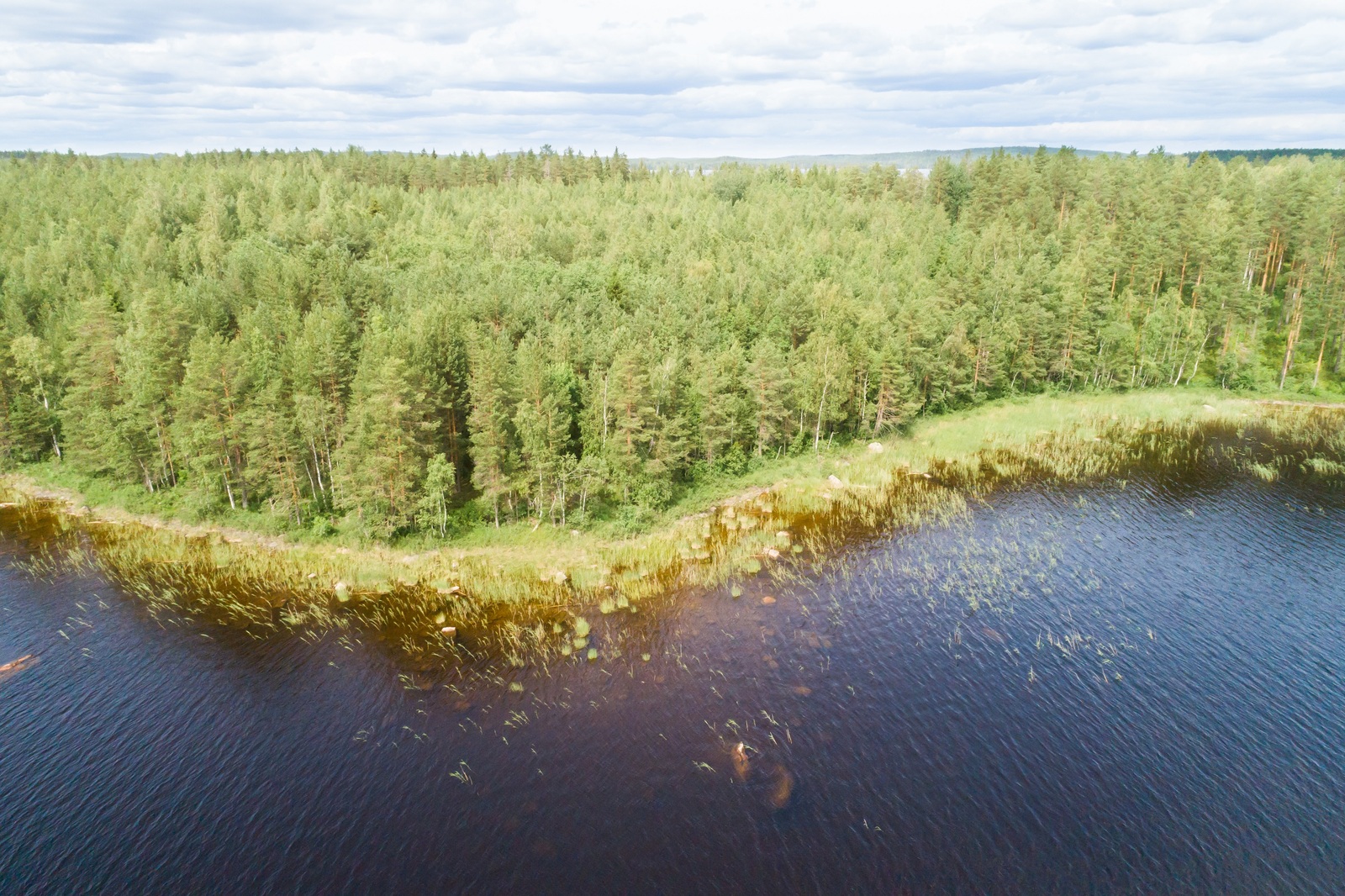 Kesäisen vehreä sekametsä reunustaa järveä kaartuvassa rantaviivassa. Ilmakuva.