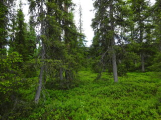 Kuusimetsän puiden lomasta pilkottaa hirsimökki. Metsässä kasvaa runsaasti mustikanvarpuja.