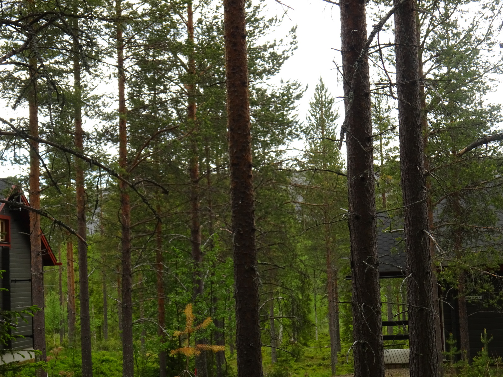 Mäntyjen lomasta pilkottaa kaksi naapurirakennusta ja taustalla kohoava tunturi.