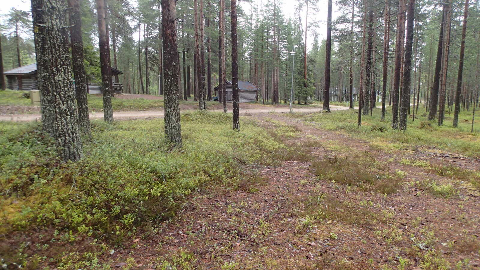 Mäntykankaalla etualan paljas tienpohja vie tielle, jonka varrella on hirsimökkejä.