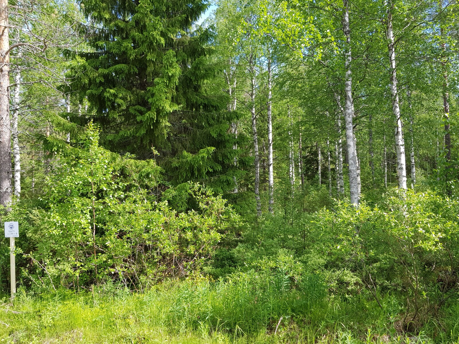 Leveä kuusi kasvaa vehreässä koivikossa. Edustalla pajukkoa.