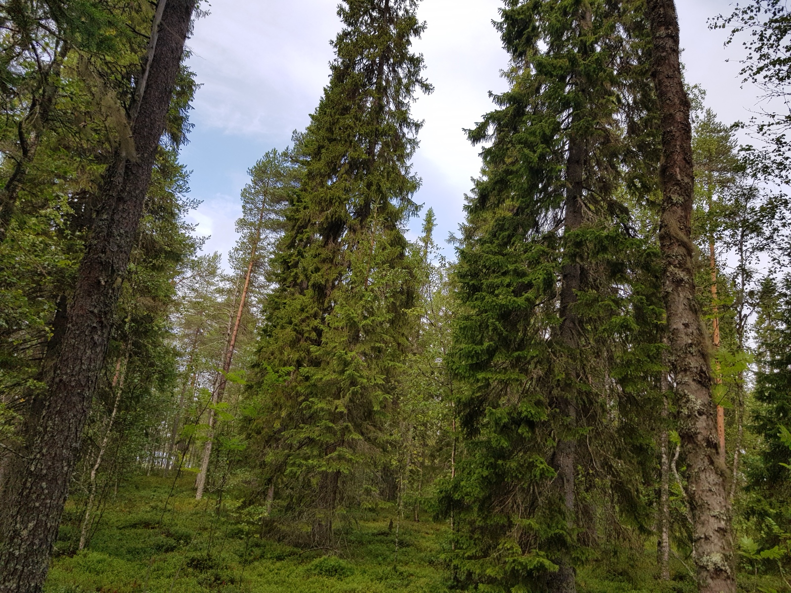 Sekametsän korkeat kuuset ja männyt kurkottavat kohti taivasta.