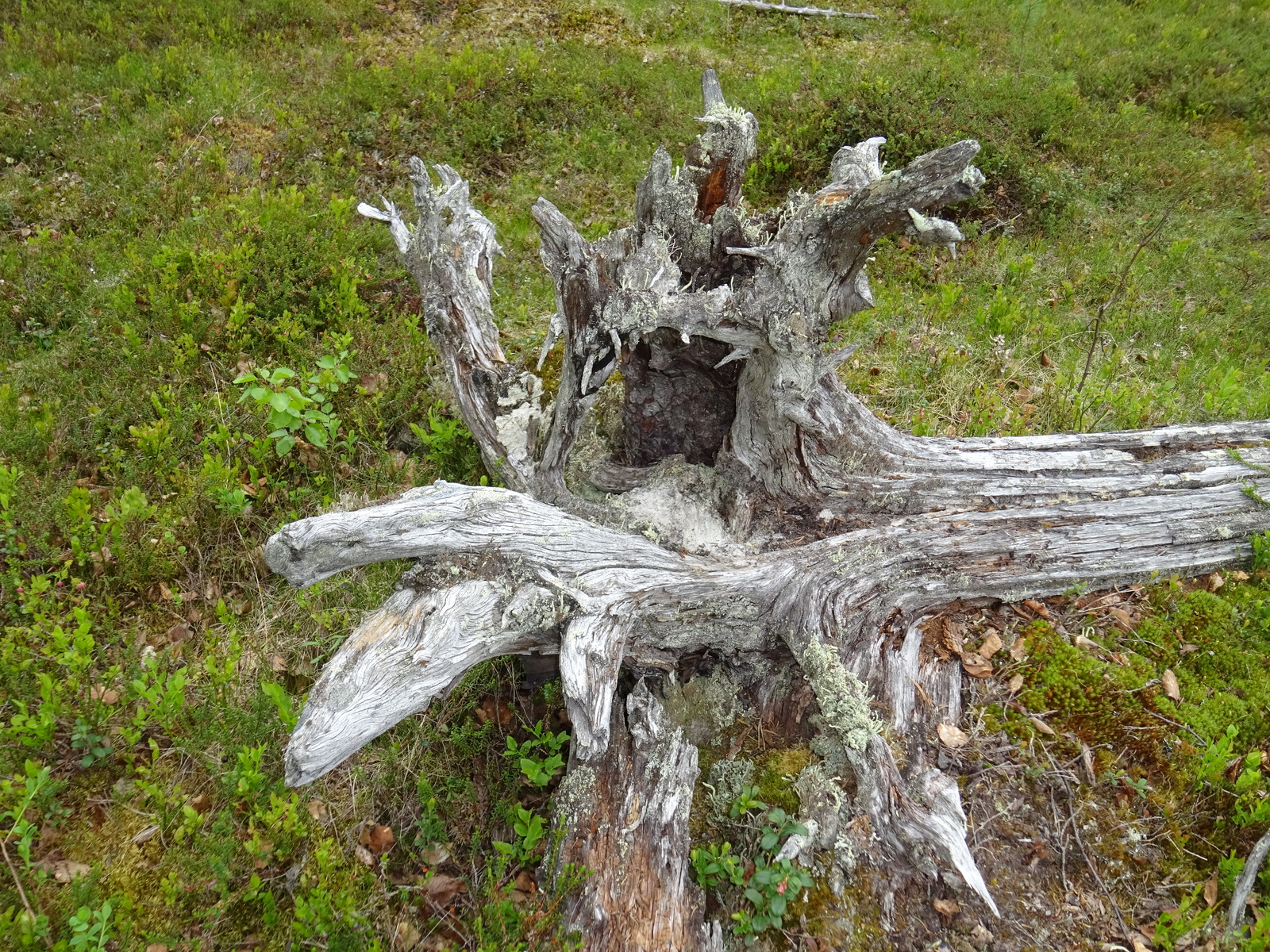 Maassa on vanha monihaarainen kanto, jonka pinnalla kasvaa jäkäliä.