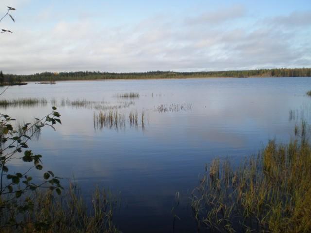 Kesäisessä järvimaisemassa puolipilvinen taivas heijastuu veteen. Etualalla vesikasveja.