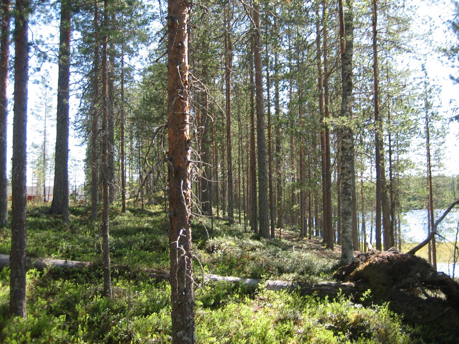 Mäntymetsä kasvaa rinteessä, jonka takana vasemmalla on rakennus ja oikealla järvi.