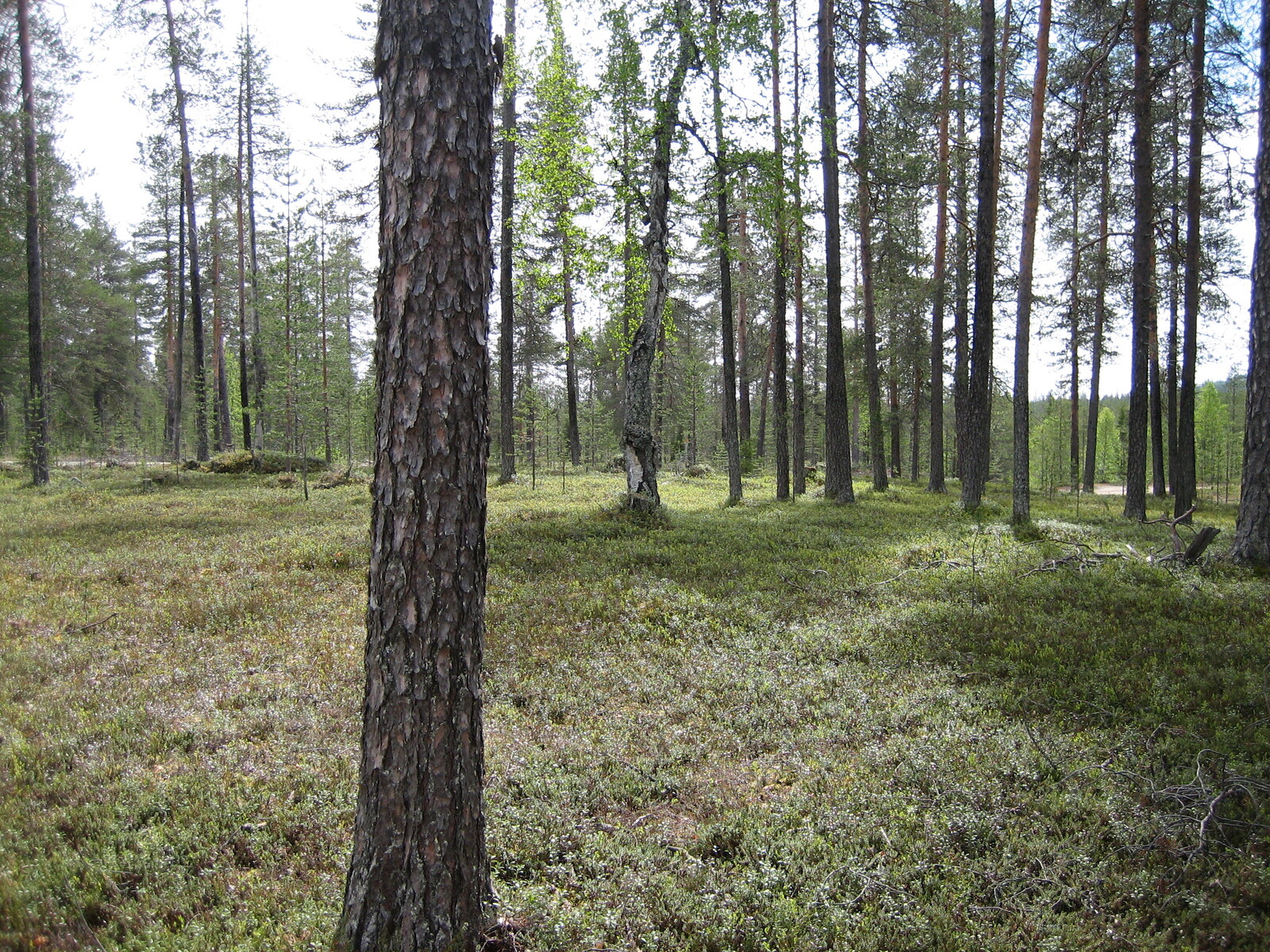 Kesäisellä mäntykankaalla kasvaa myös muutamia koivuja.