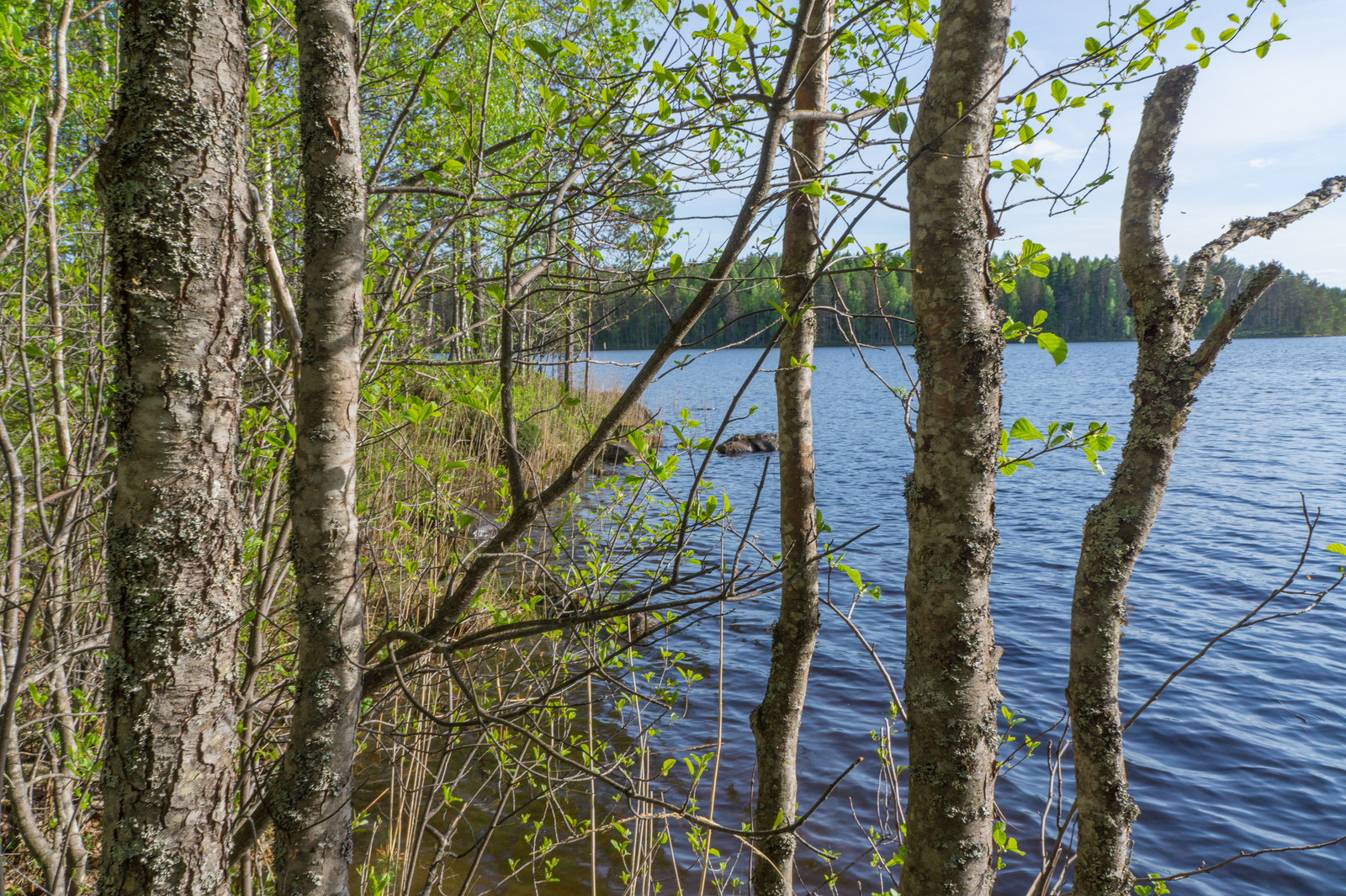 Rannassa kasvavien koivujen ja leppien takana avautuu kesäinen järvimaisema.