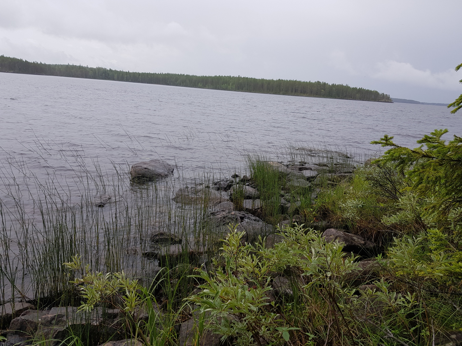 Järvimaisemassa rantaviivan kivikkoa ja vesikasveja. Etualalla kasvaa pajuja.