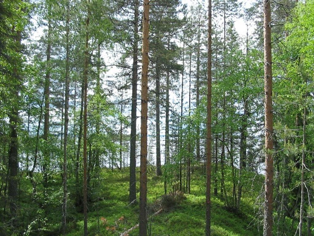 Kesäisen sekametsän takana avautuu järvimaisema.