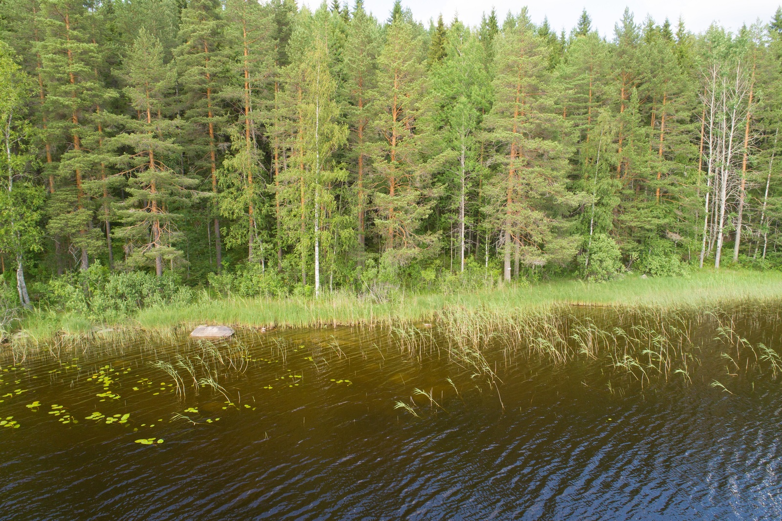 Vehreä sekametsä reunustaa järveä. Rantaviivan tuntumassa kasvaa vesikasveja. Ilmakuva.