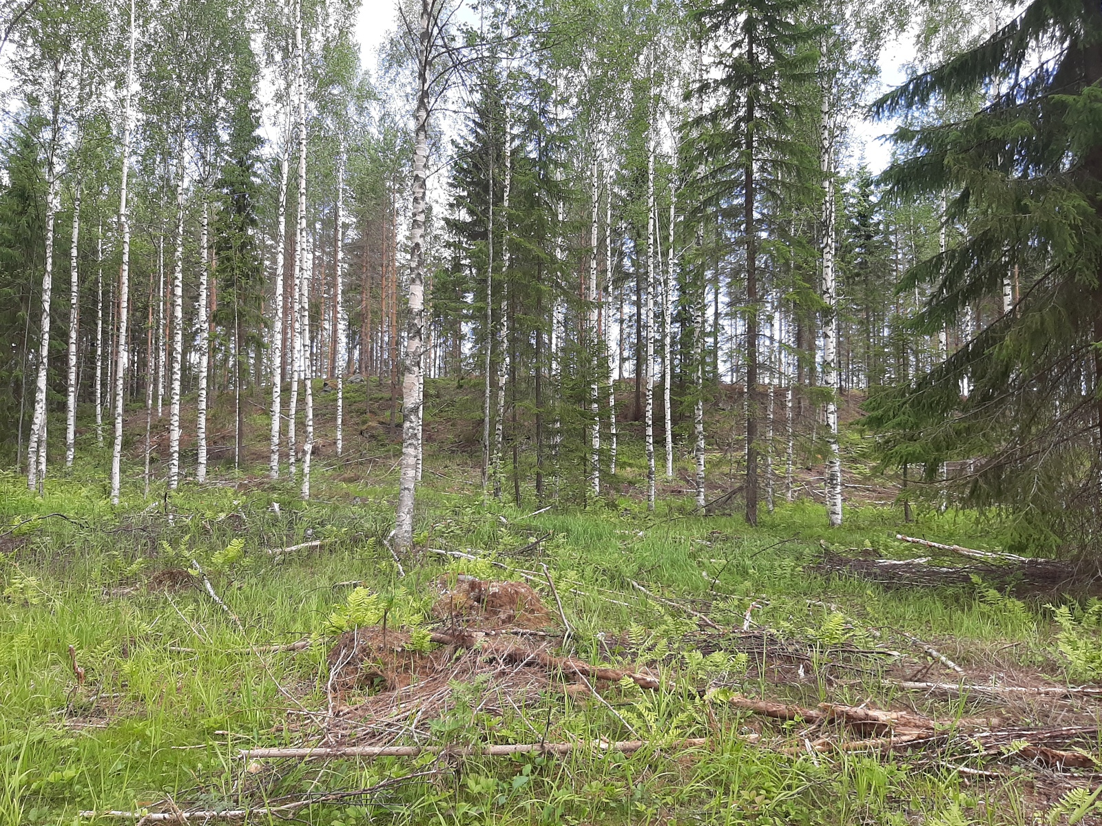 Kesäisessä koivikossa kasvaa myös kuusia. Maassa on karsittuja oksia.