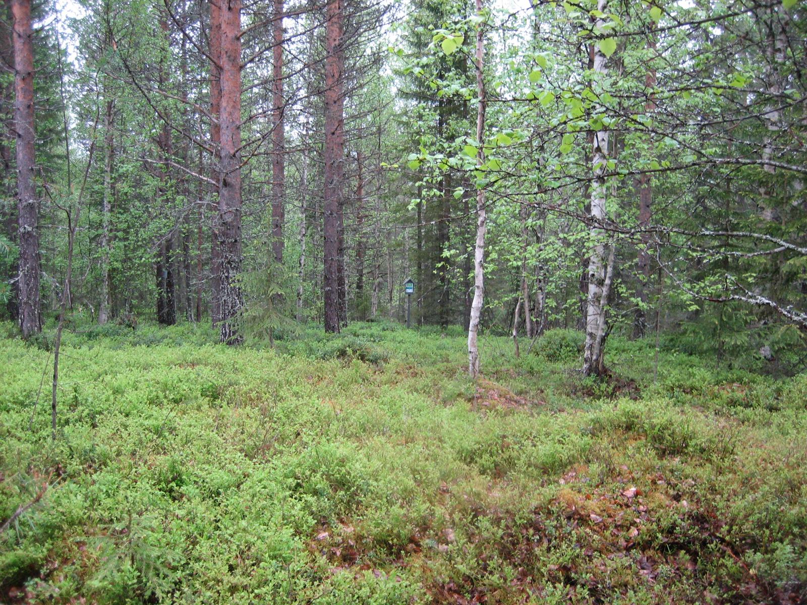 Kesäisessä sekametsässä kasvaa koivuja, kuusia ja mäntyjä.