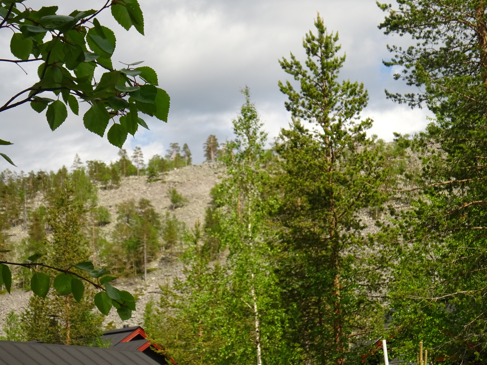 Etualalla koivun oksia, puita ja rakennusten kattoja. Niiden takana kohoaa kivirakkainen tunturi.