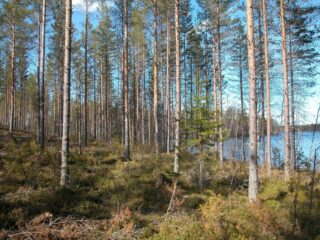 Mäntyvaltaisessa metsässä on ruskan sävyjä. Oikealla puiden takana häämöttä järvimaisema.