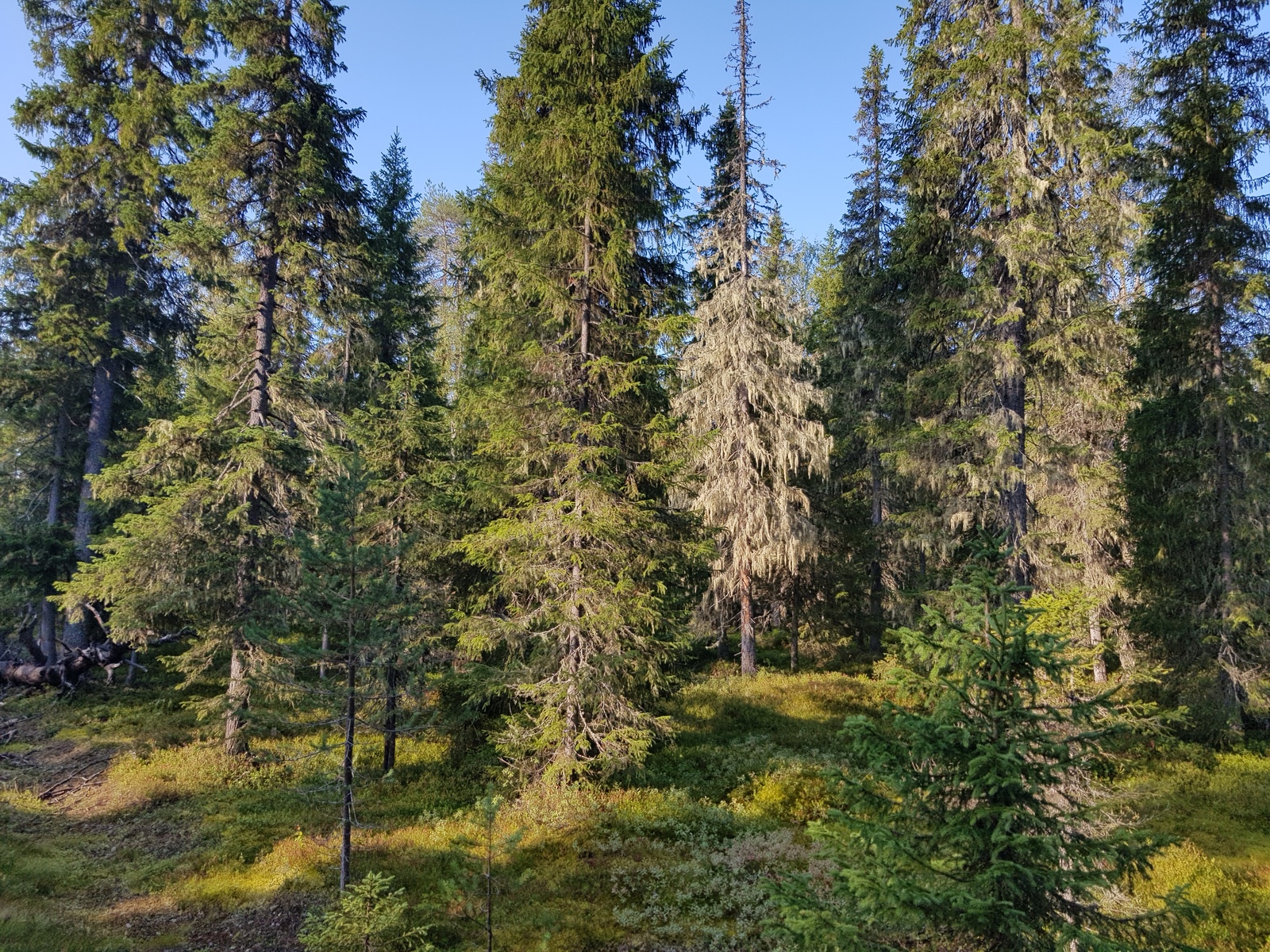 Aurinko paistaa runsaskasvuiseen kuusimetsään kesällä.