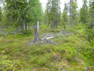 Kuusivaltaisen metsän keskellä on vanha kaatunut kuusi, jonka kanto on haljennut.