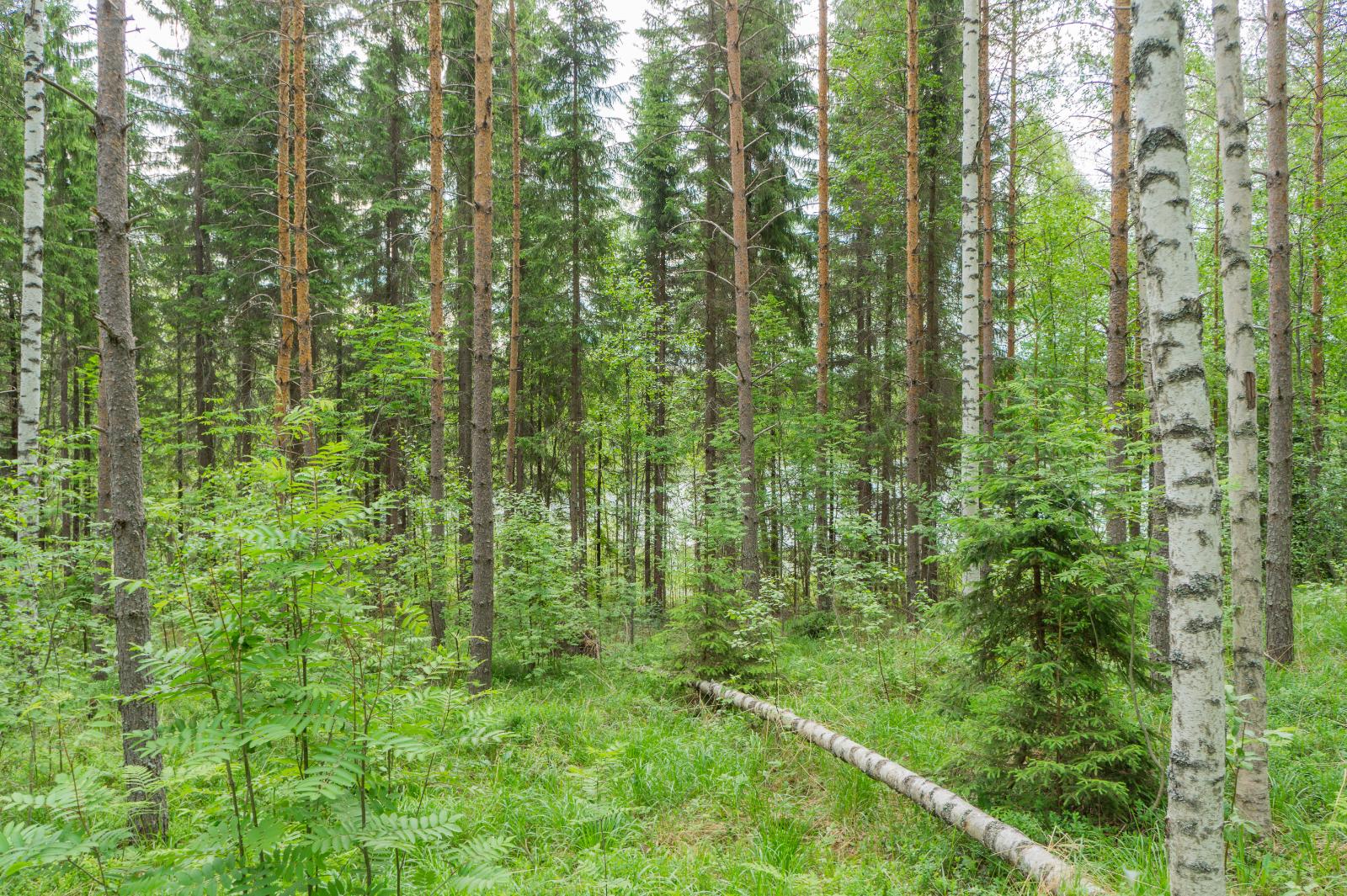 Kesäisessä sekametsässä kasvaa koivuja, pihlajia, mäntyjä ja kuusia.