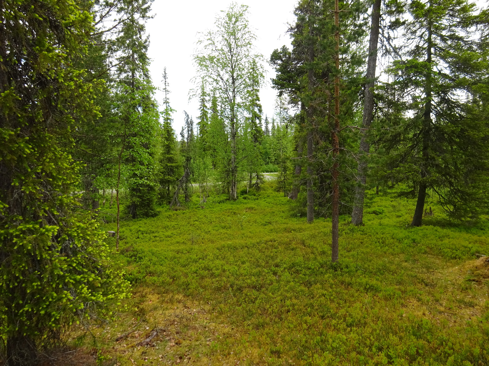 Kuusivaltaisen metsän kenttäkerroksessa kasvaa mustikkaa. Taka-alalla mutkittelee tie.