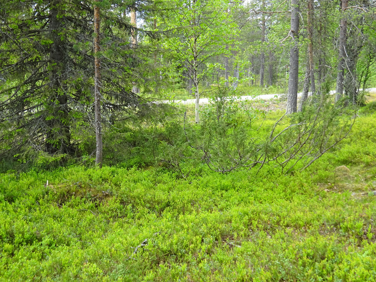 Kesäisessä sekametsässä kasvaa koivuja, kuusia, mäntyjä ja katajia. Taka-alalla kulkee tie.