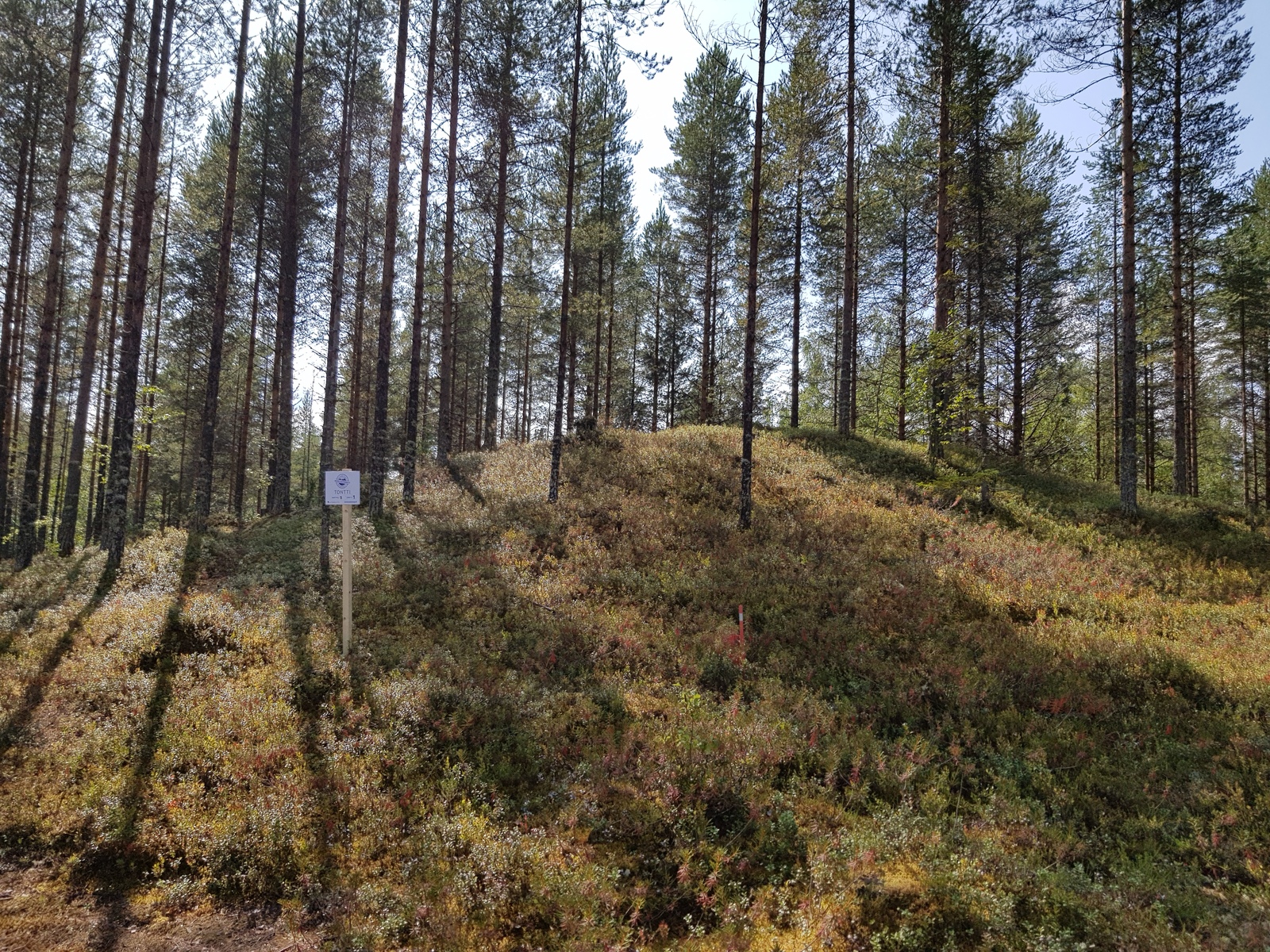 Rinteessä kasvavan mäntymetsän edustalla on Laatumaan tonttikyltti.