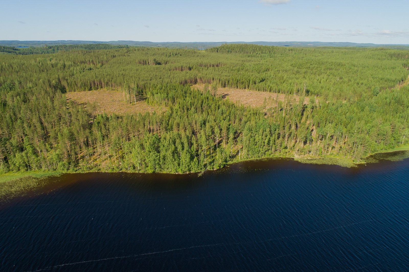 Järven rannasta alkaa horisonttiin jatkuva kesäinen sekametsä. Taustalla on hakkuuaukkoja. Ilmakuva.