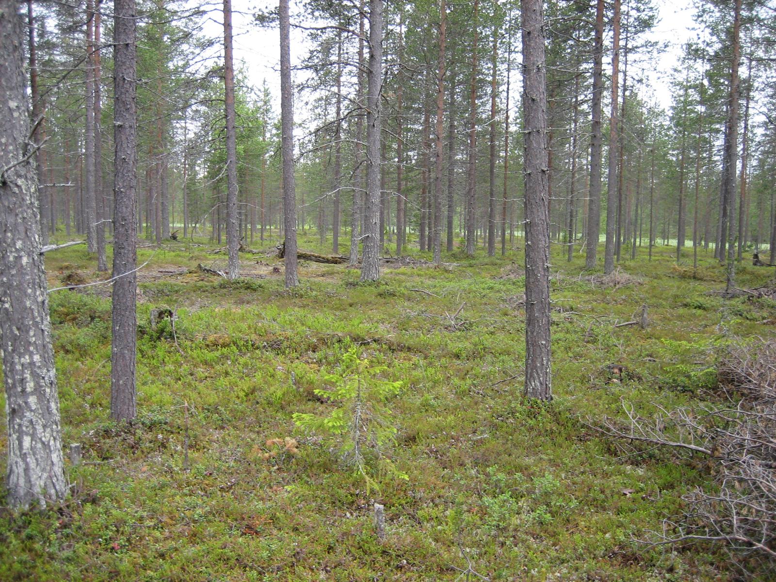 Kaatuneita puita mäntykankaalla.