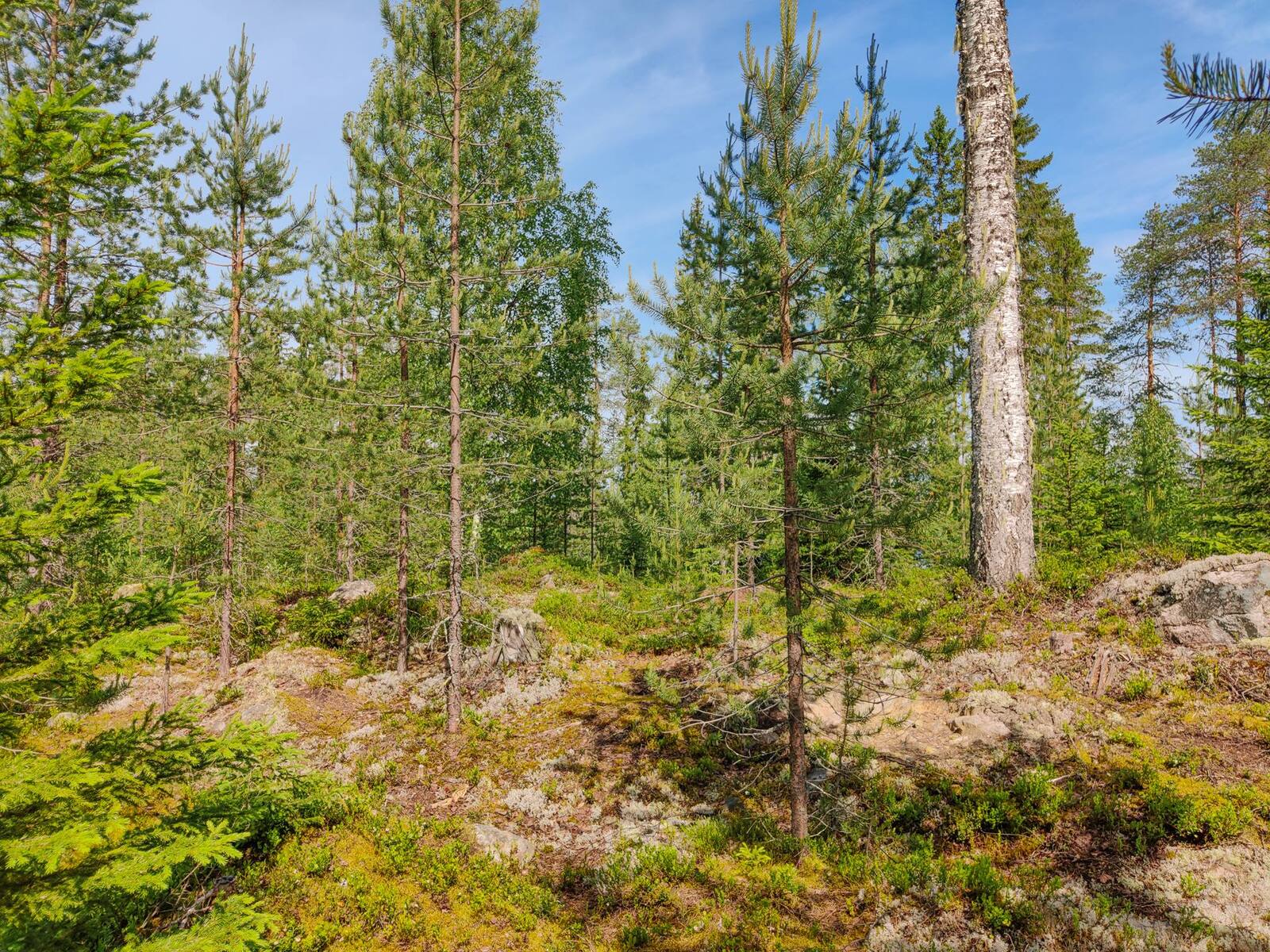 Aurinko paistaa havupuuvaltaiseen metsään, joka kasvaa kivisessä maastossa.