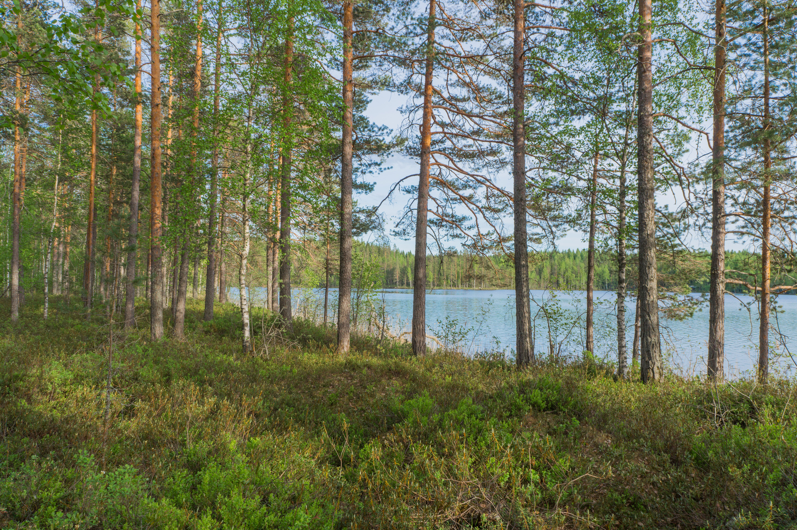 Rannassa kasvavan mäntyvaltaisen metsän takana avautuu kesäinen järvimaisema.