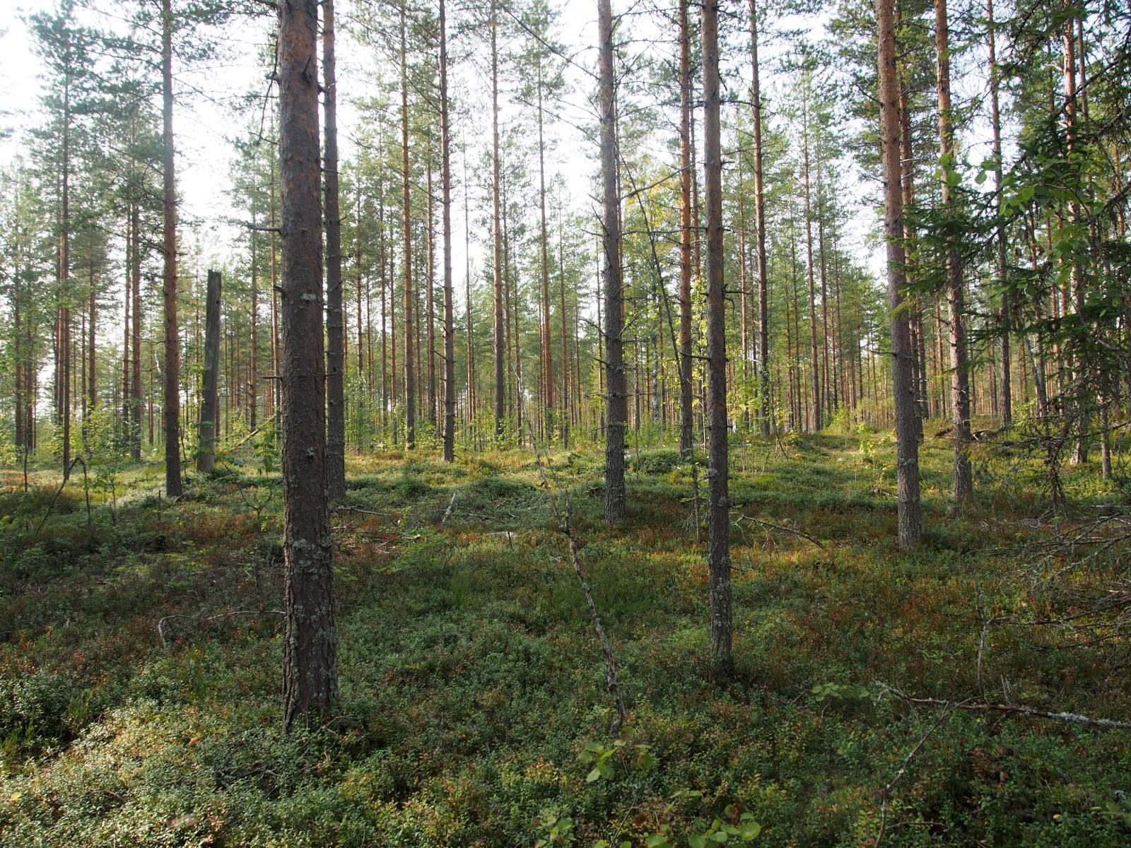 Aurinko paistaa avaraan mäntymetsään, jossa kasvaa myös lehtipuident taimia ja kuusia.