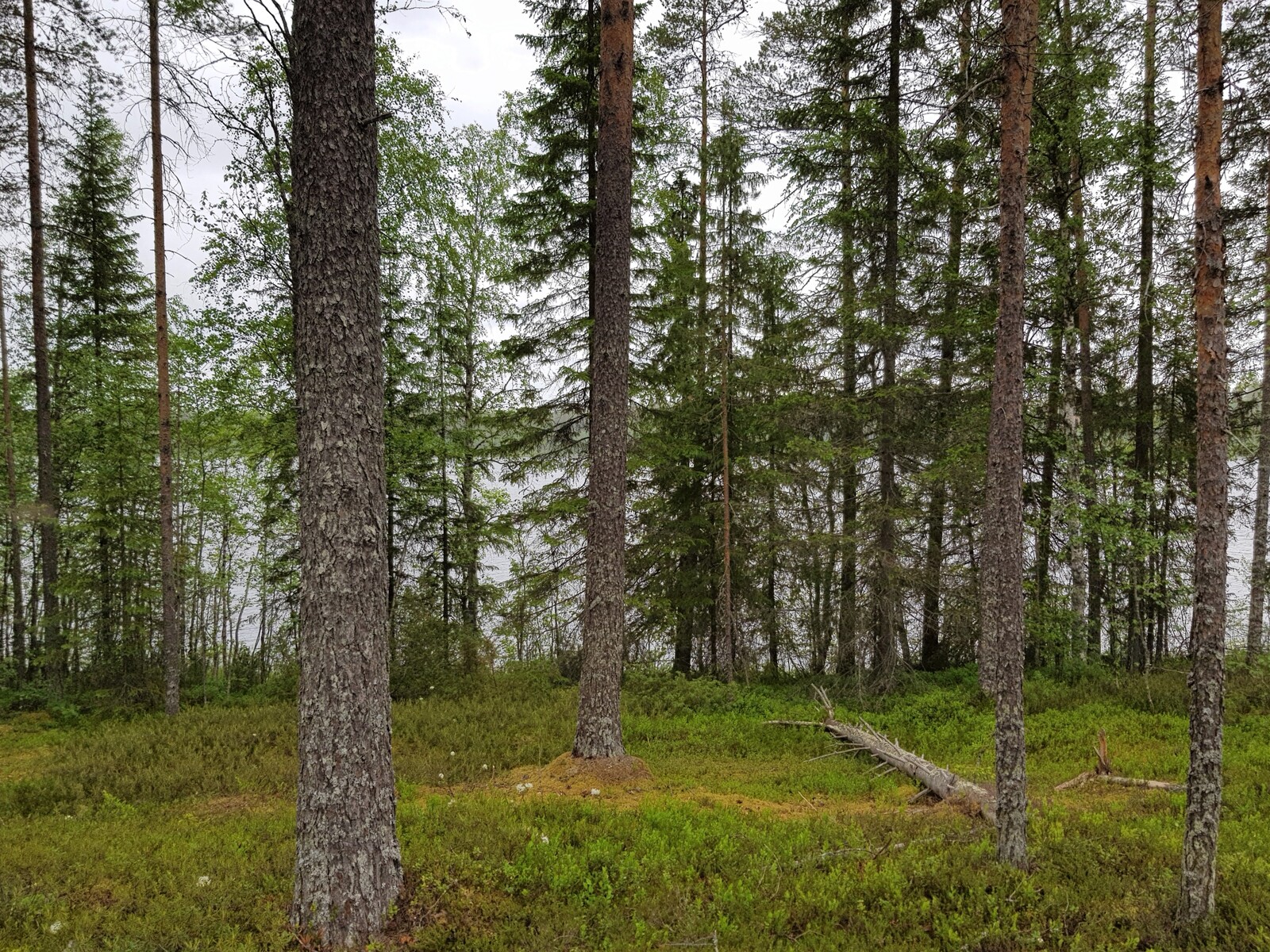 Rannassa kasvavien havupuiden ja koivujen takana häämöttää järvimaisema.