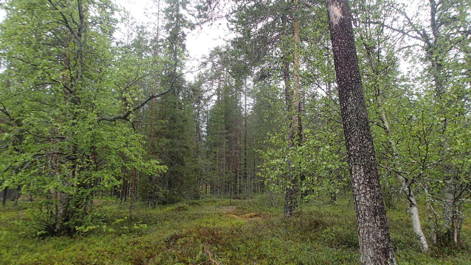 Sekametsässä kasvaa koivuja, mäntyjä ja kuusia.