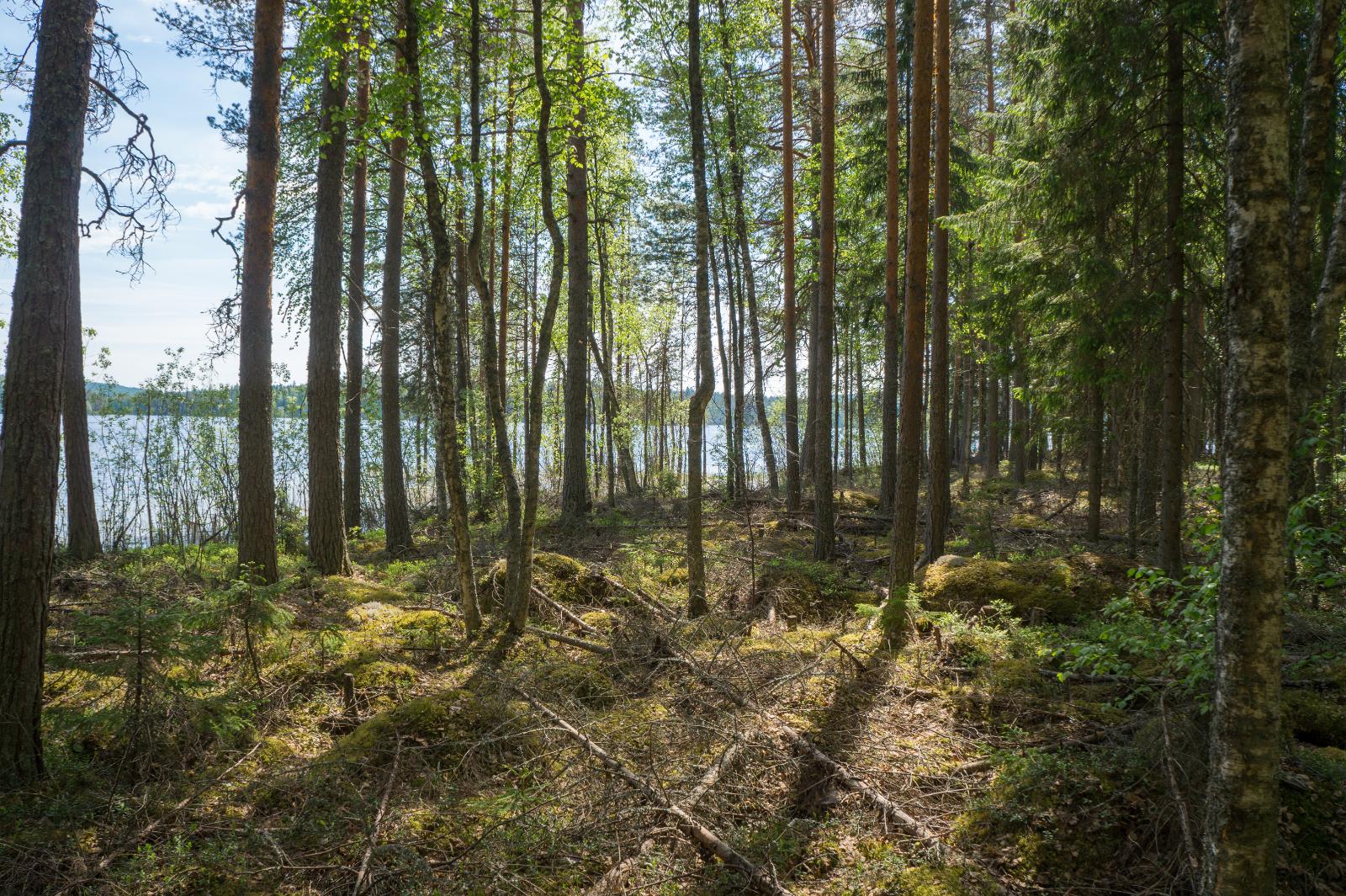 Tontilta näkymä vesistölle