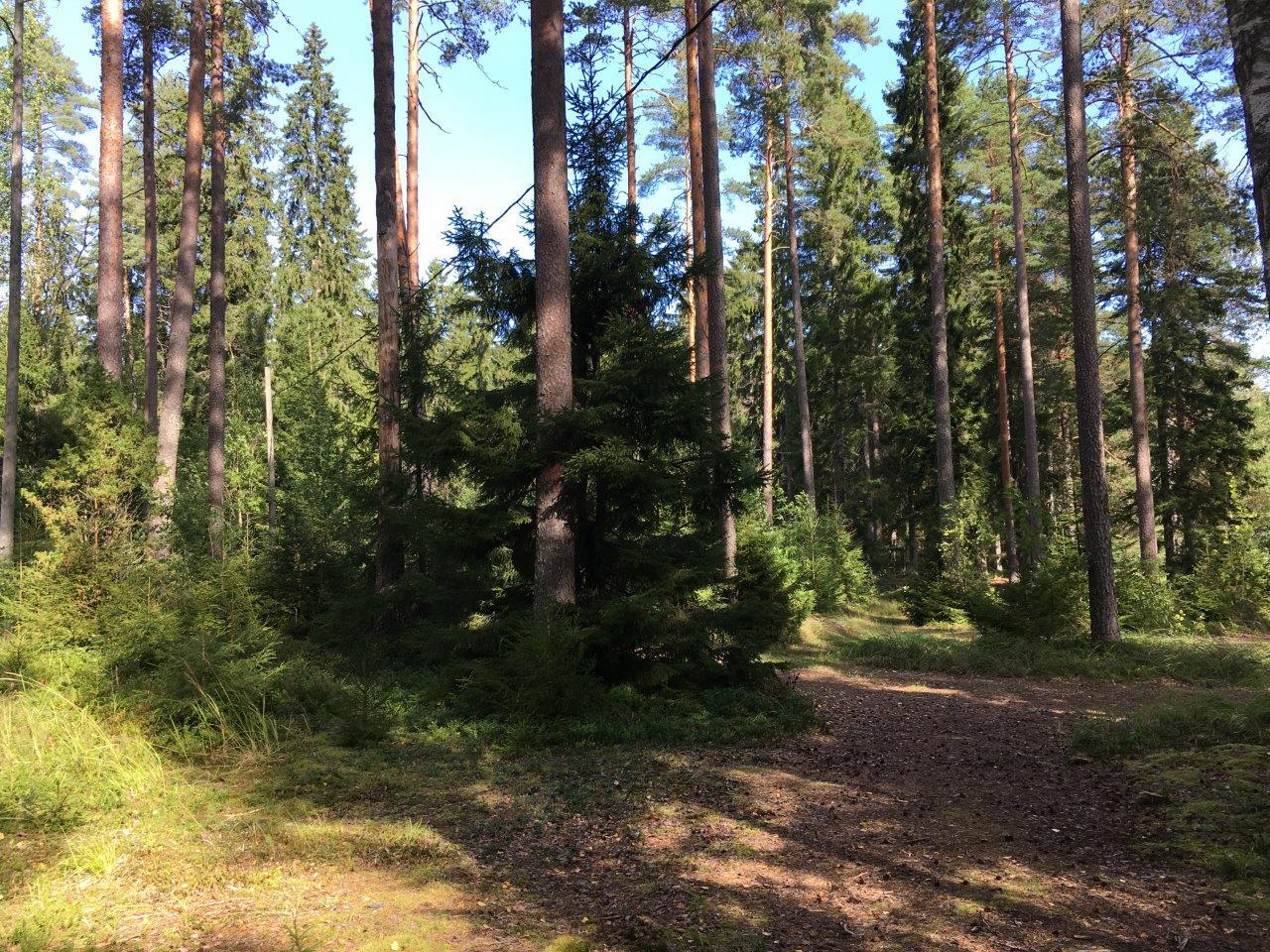 Aurinko paistaa kesäiseen, havupuuvaltaiseen metsään.