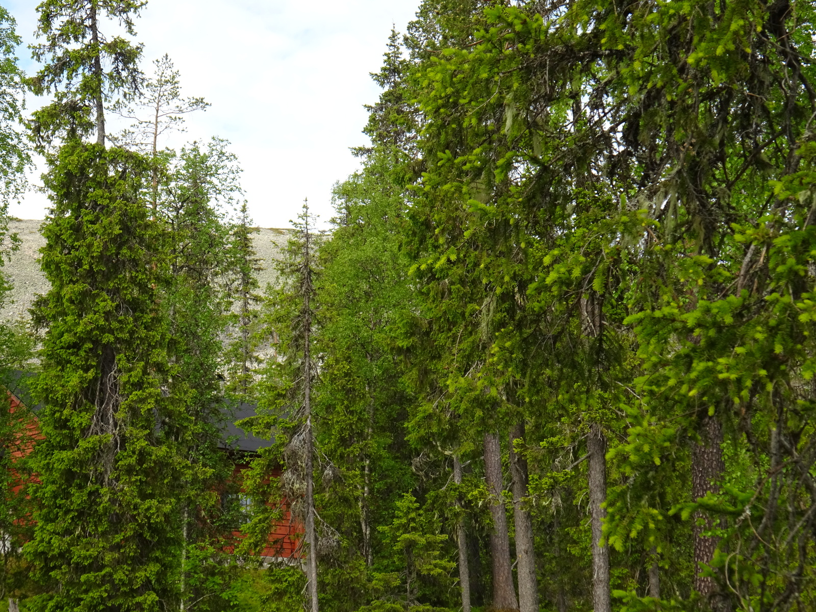 Kuusivaltaisen metsän puiden välistä pilkottaa rakennus. Taustalla kohoaa rakkakivinen tunturi.