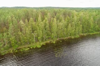 Ilmakuvassa mäntyvaltainen metsä alkaa heti järven rannasta.