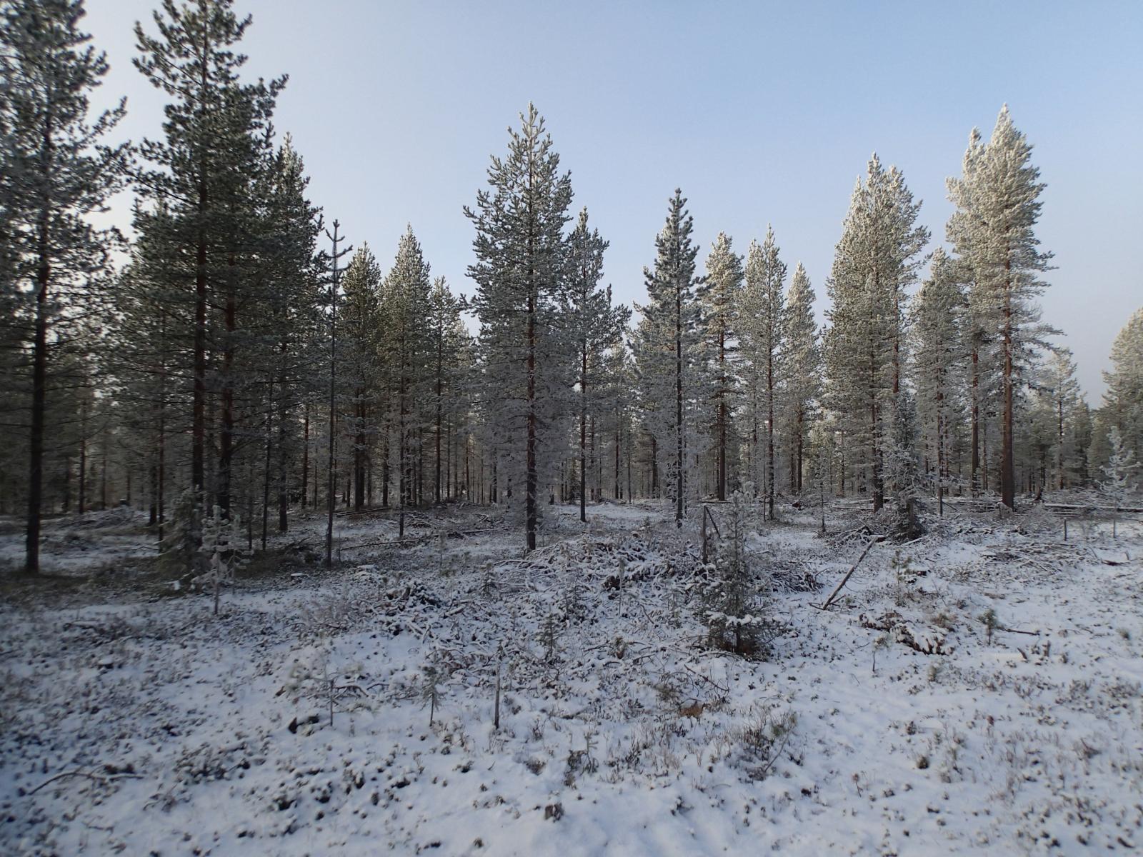 Ohuen lumikerroksen peittämä kangasmetsä